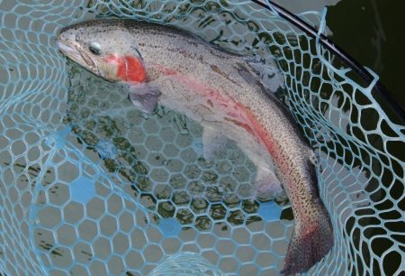 雨のトラポンで爆釣！ ～岡崎トラウトポンド～